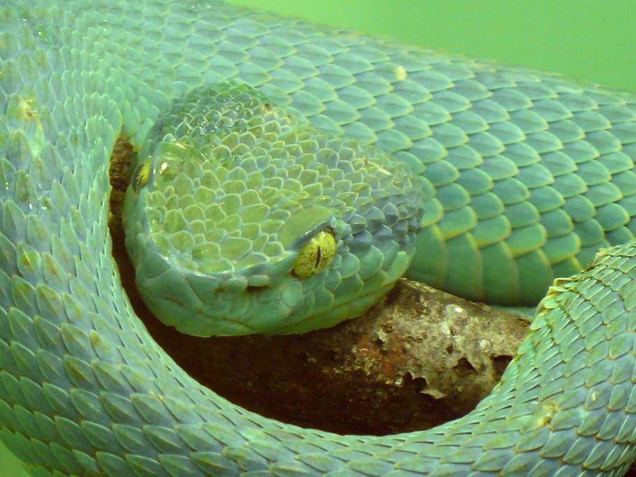 side striped palm viper, pit viper, venomous, poisonous, dangerous, HD wallpaper