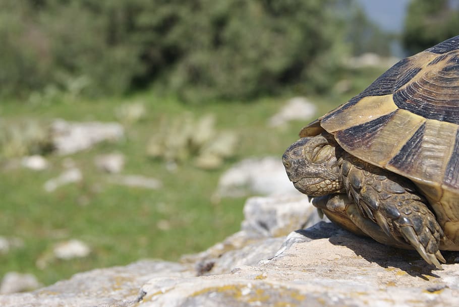 tortoise, calm, nature, animals in the wild, solid, animal wildlife HD wallpaper