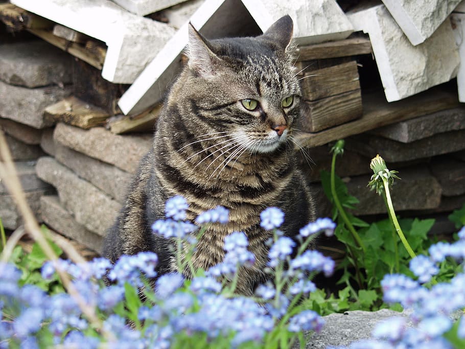 cat, profile, head, sit, pet, tomcat in, forget, domestic cat HD wallpaper