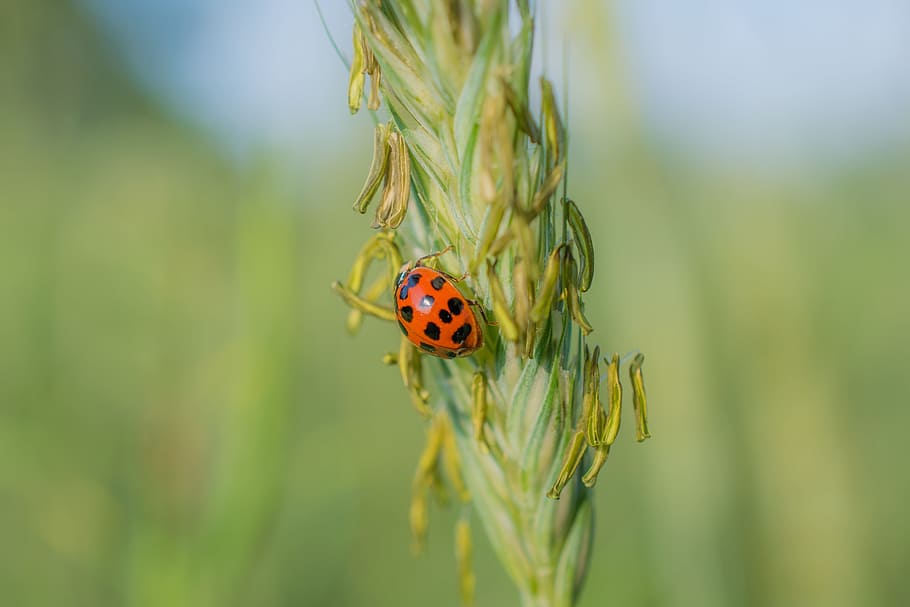 ladybug, grain, cereals, field, beetle, insect, animal wildlife HD wallpaper