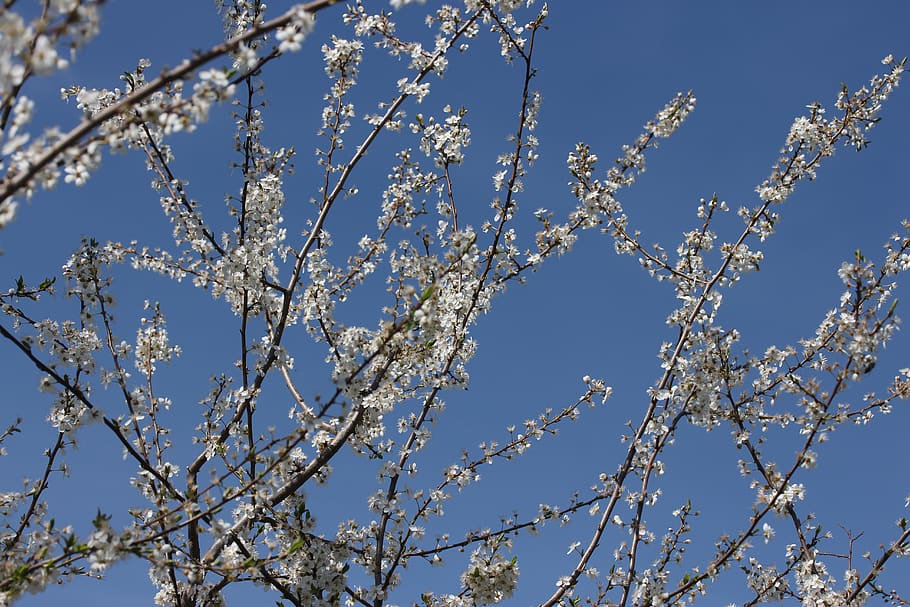 flowers, casey, white, spring, fruit tree, corcodus, sky, low angle view HD wallpaper