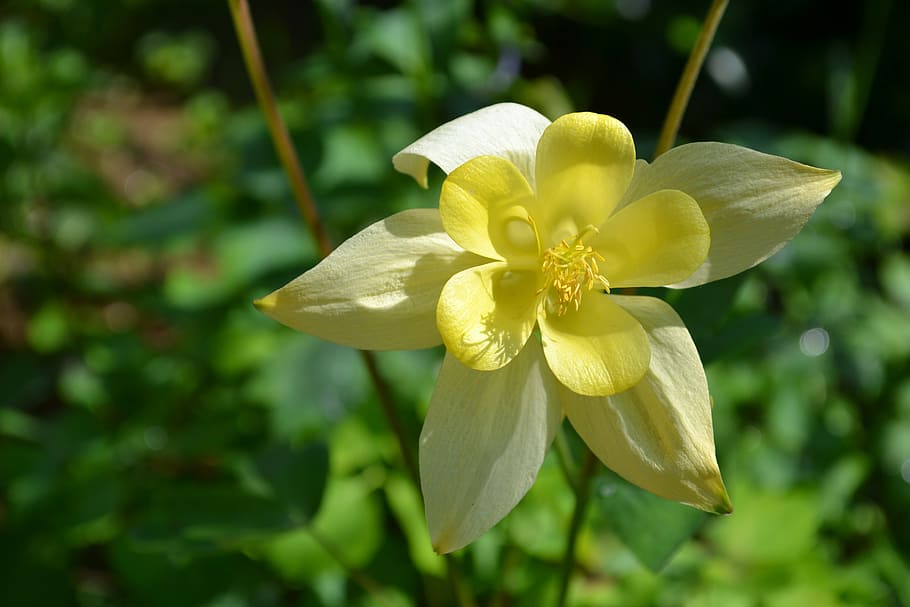 flower, image, spring, garden, petals, floral, green, pollen HD wallpaper