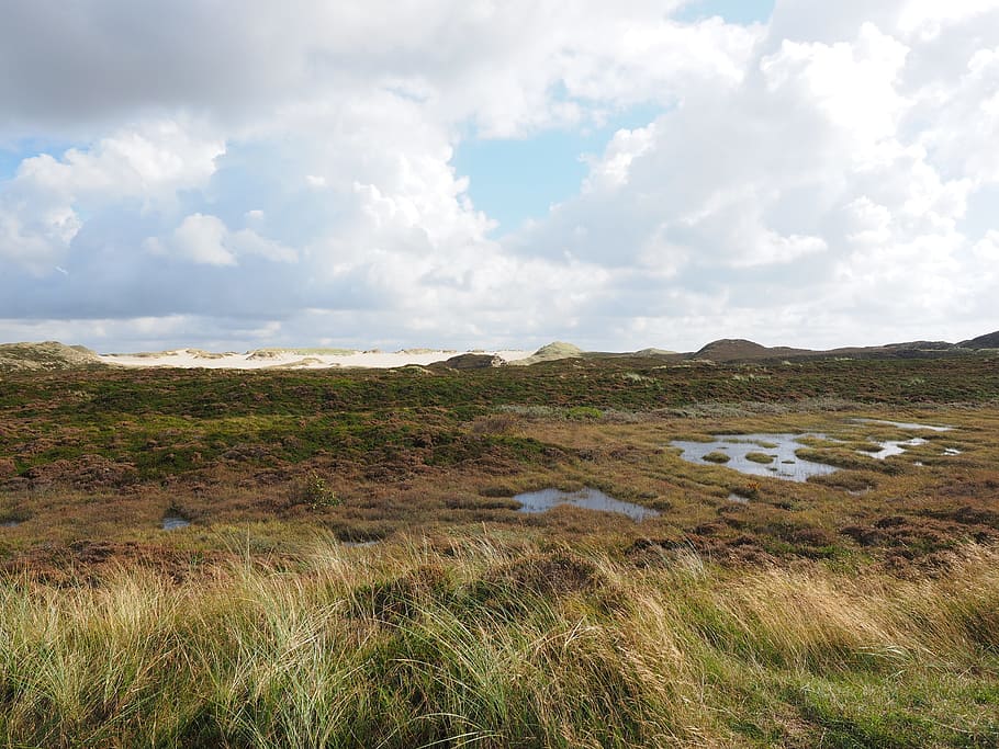 heathland, dunes, peat bog, heather, heath area, heath ecosystem, HD wallpaper