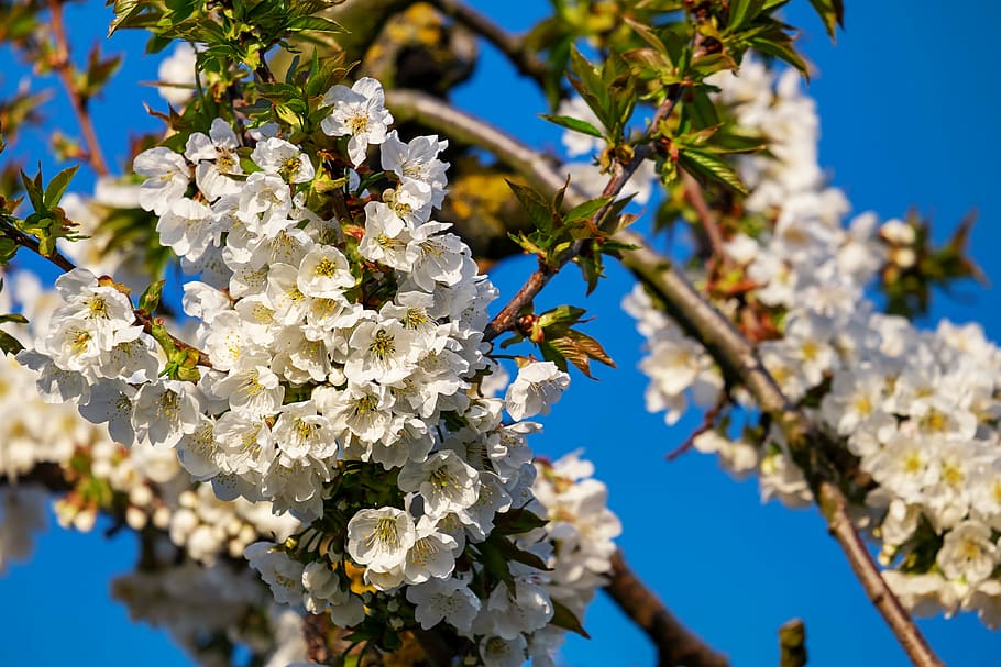 low-angle photography of white petaled flowers, cherry blossoms HD wallpaper