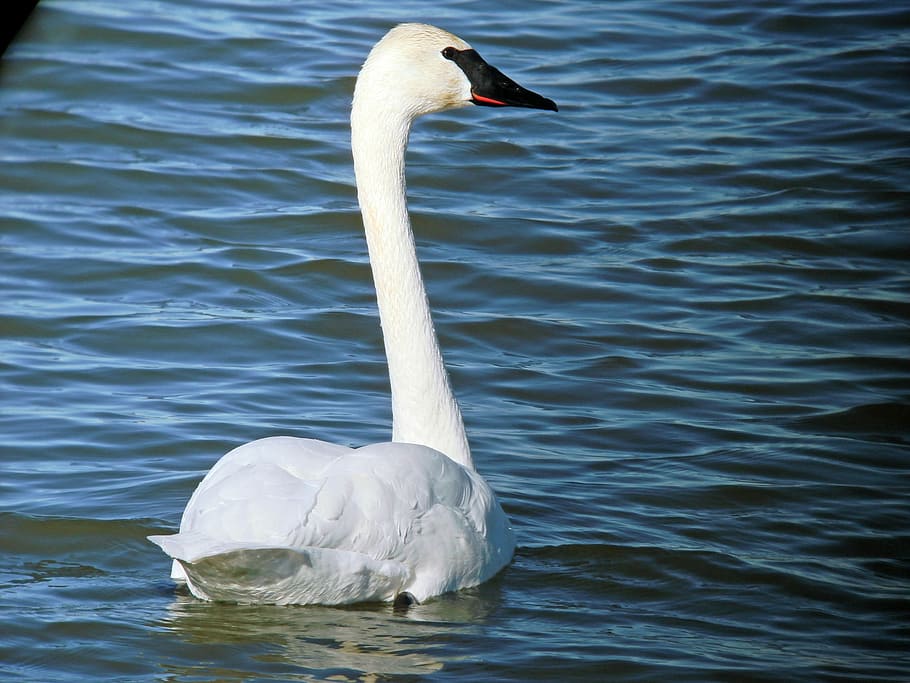 Water, Cool, Beautiful, Liquid, Clear, fresh, bird, swan, nature HD wallpaper