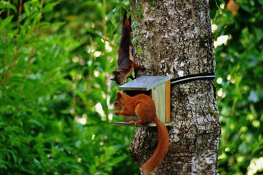 Squirrel, Nager, Cute, Nature, Rodent, climb, garden, eat, brown HD wallpaper
