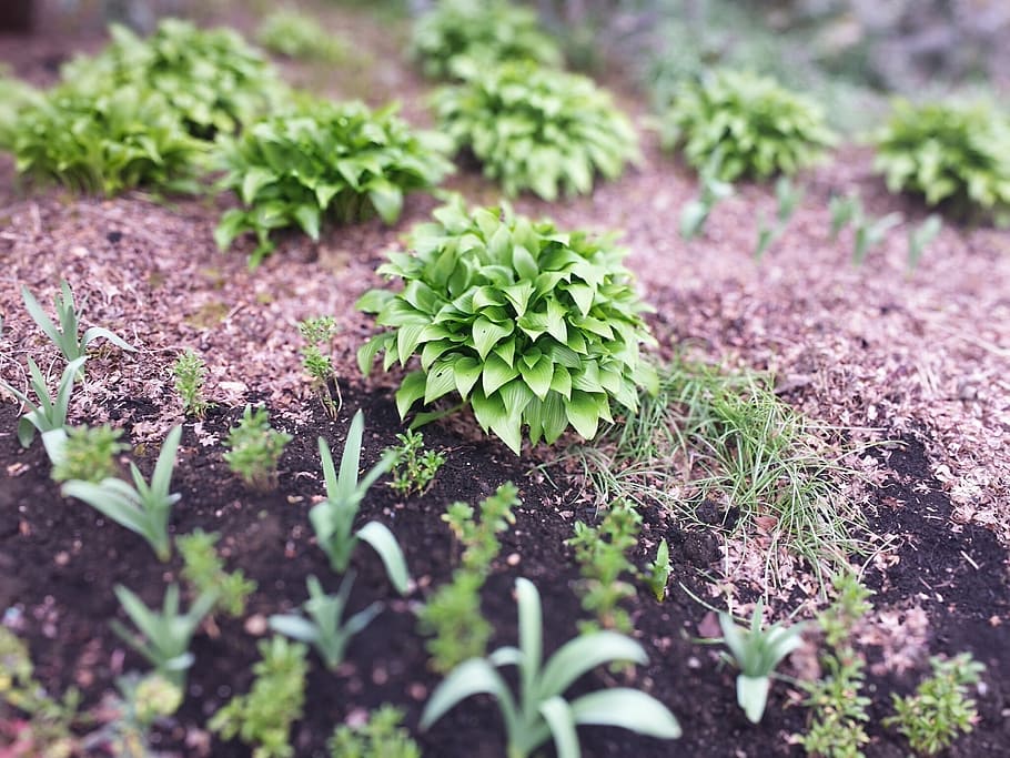 green, spring, flower bed, growth, plant, selective focus, leaf HD wallpaper