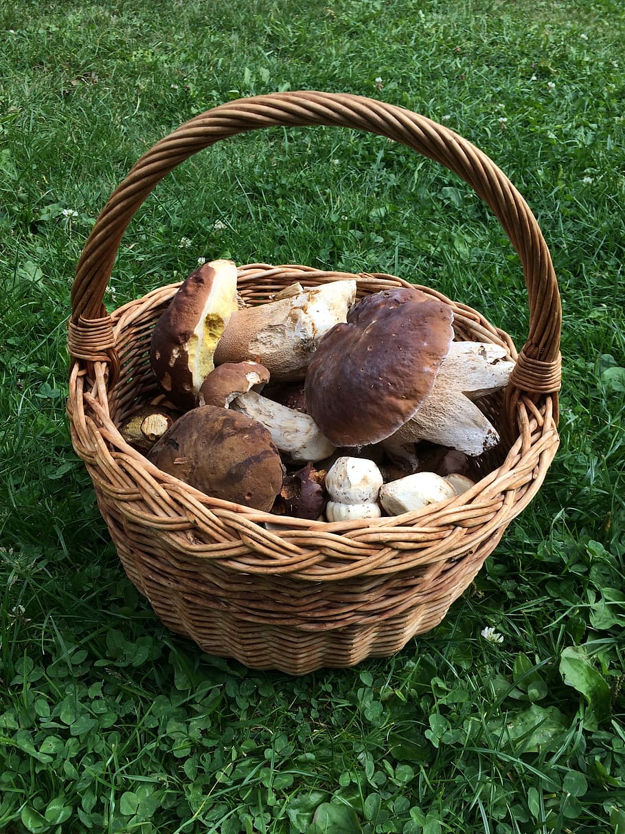 basket, mushrooms, boletus, autumn, forest, edible, nature, HD wallpaper