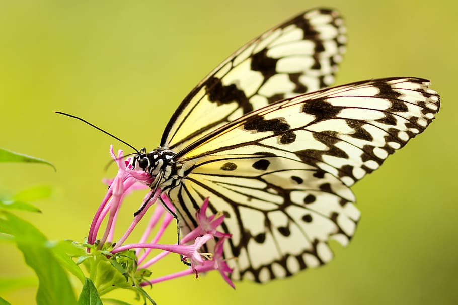 white and black butterfyl, butterfly, moth, insect, macro, close up HD wallpaper