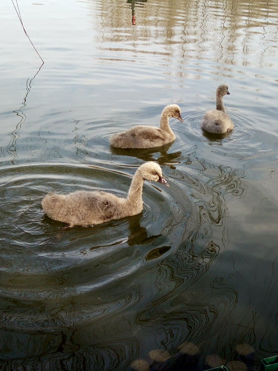 small, day, goose, bird, nature, lake, water, swan, animal HD wallpaper