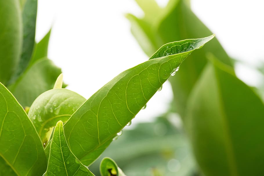 green, tree, plant, leaf, plant part, green color, close-up HD wallpaper