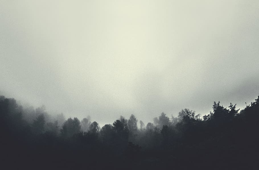 grayscale photography of trees, forest under cloudy sky, black forest HD wallpaper