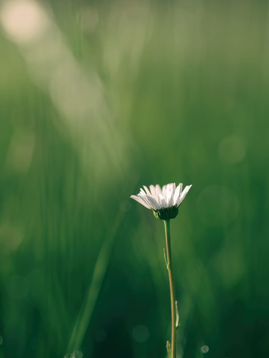 shallow focus photography of white flower, tilt shift lens photography of white flower during daytime HD wallpaper