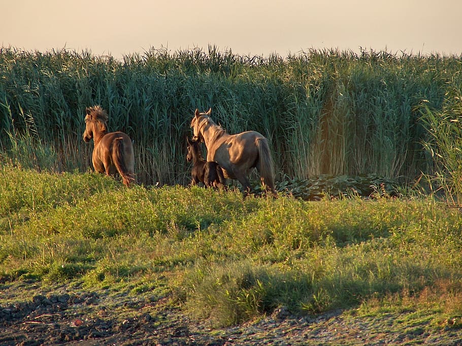 horses, grass, reed, mammal, animal, animal themes, group of animals HD wallpaper