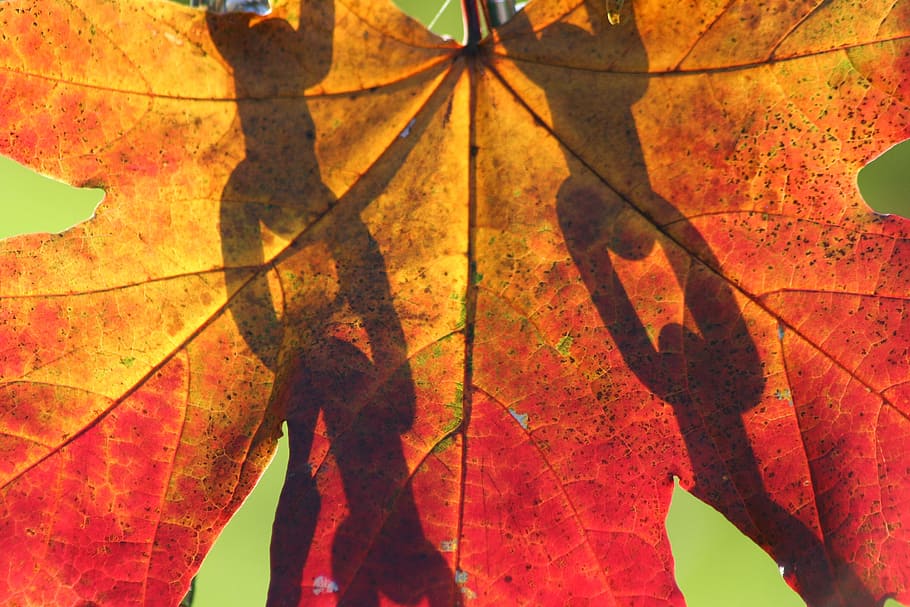 fall, leaf, maple, season, nature, tree, pattern, gold, plant part HD wallpaper