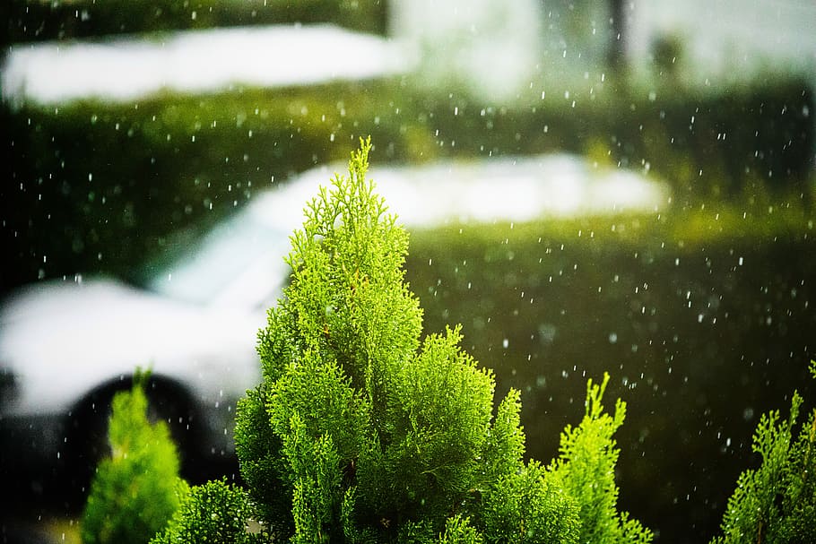 closeup photo of green fir plant, close up photo of green tree HD wallpaper