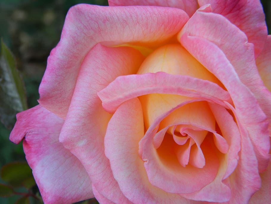 Pink, Rose, Flower, Petal, Love, Macro, nature, plant, romantic, HD wallpaper