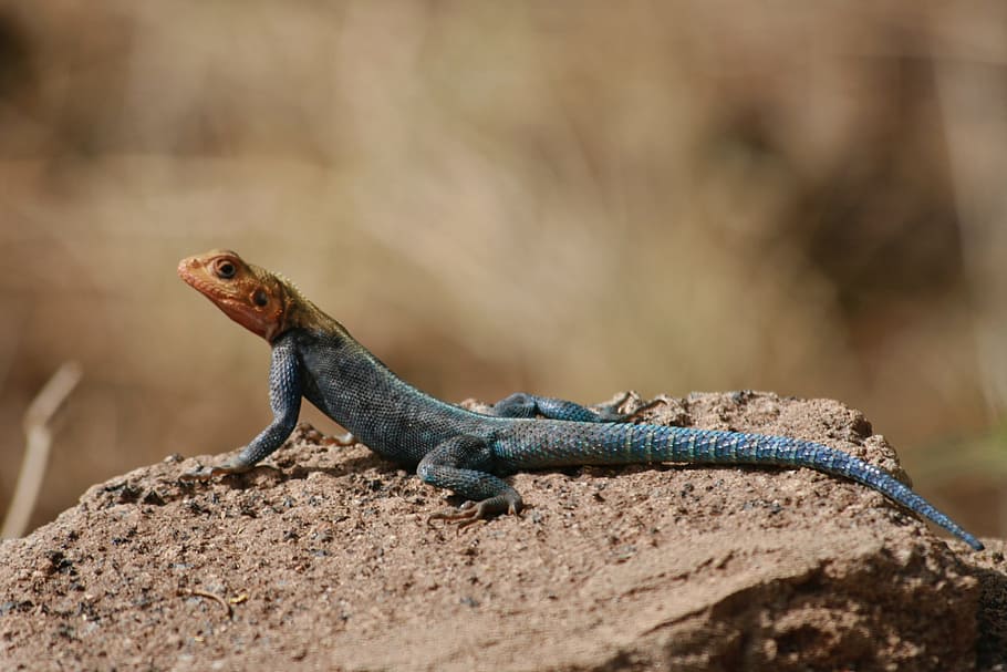 Lizard, Colourful, Rock, reptile, one animal, animal wildlife HD wallpaper