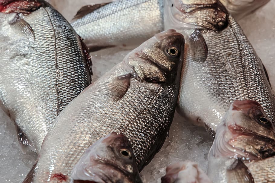 frozen milk fish, seafood, eating, freshness, food and drink HD wallpaper