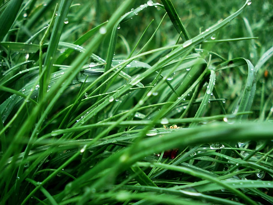 spring, dew, drop, water drops, natural, rain drops, after rain HD wallpaper