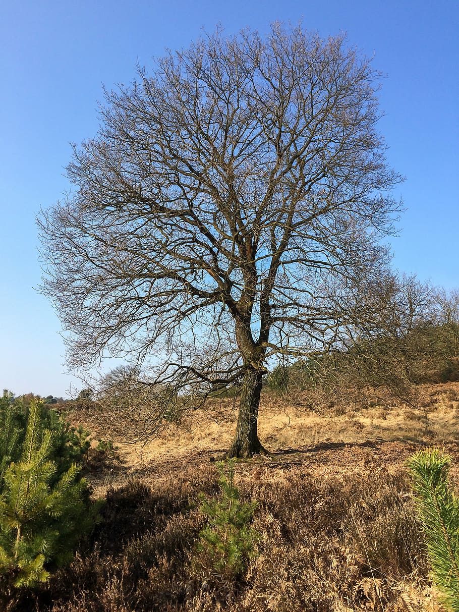 crown, kahl, tree, heide, aesthetic, branches, sky, winter HD wallpaper