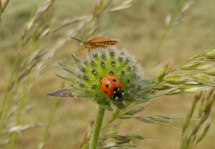 ladybug, insects, flowers, animal themes, animal wildlife, animals in the wild HD wallpaper