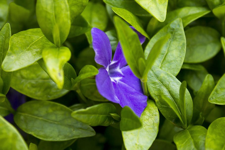 flower, green, spring, summer, leaves, sheet, flowers, bloom HD wallpaper