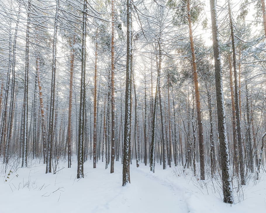 withered trees surrounded by snow, snow covered trees, winter HD wallpaper