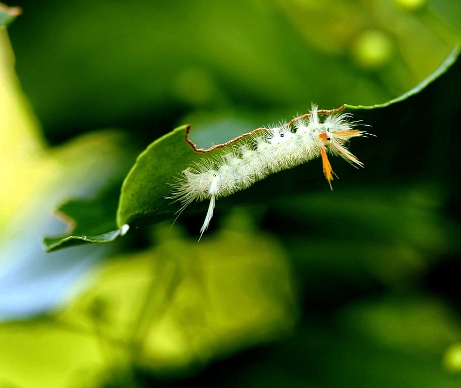 caterpillar, leaf, insect, nature, green, environment, plant HD wallpaper