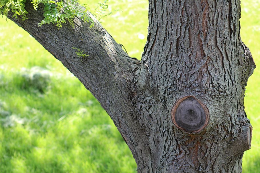 Tree, Nature, Environment, Natural, woodland, tree trunk, day HD wallpaper