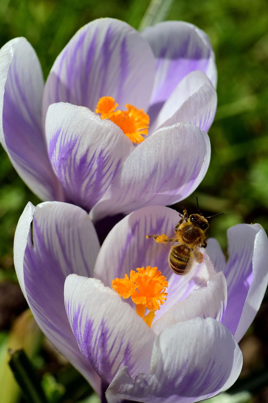 crocus, spring, blossom, bloom, close up, bee, pollen, search HD wallpaper