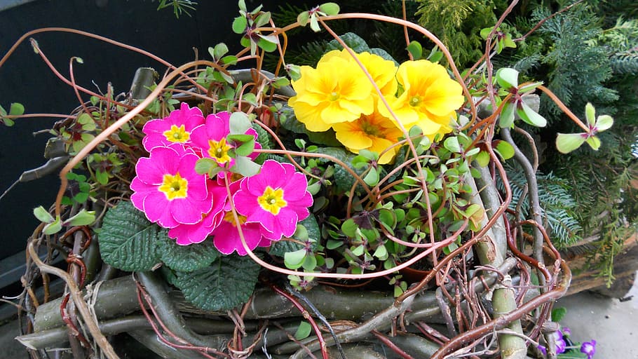 lucky clover, primrose, spring, plant, flowering plant, fragility HD wallpaper