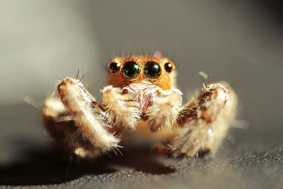 insect, spider, macro, animal themes, animal wildlife, arachnid HD wallpaper