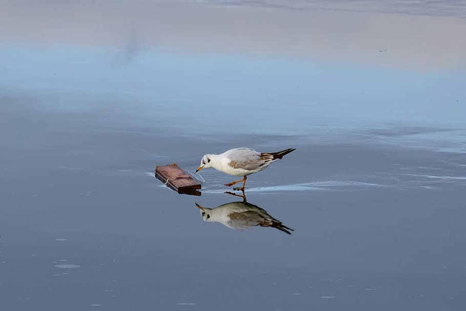 Seagull, Ice, Bird, Cold, Lake, Winter, frozen, frozen lake HD wallpaper