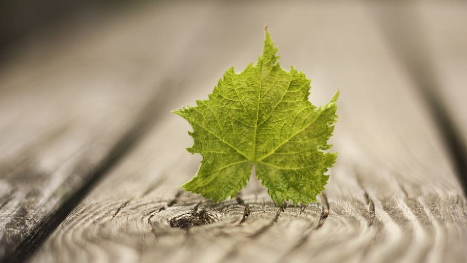leaf, spring, wood, green, nature, selective focus, green color HD wallpaper