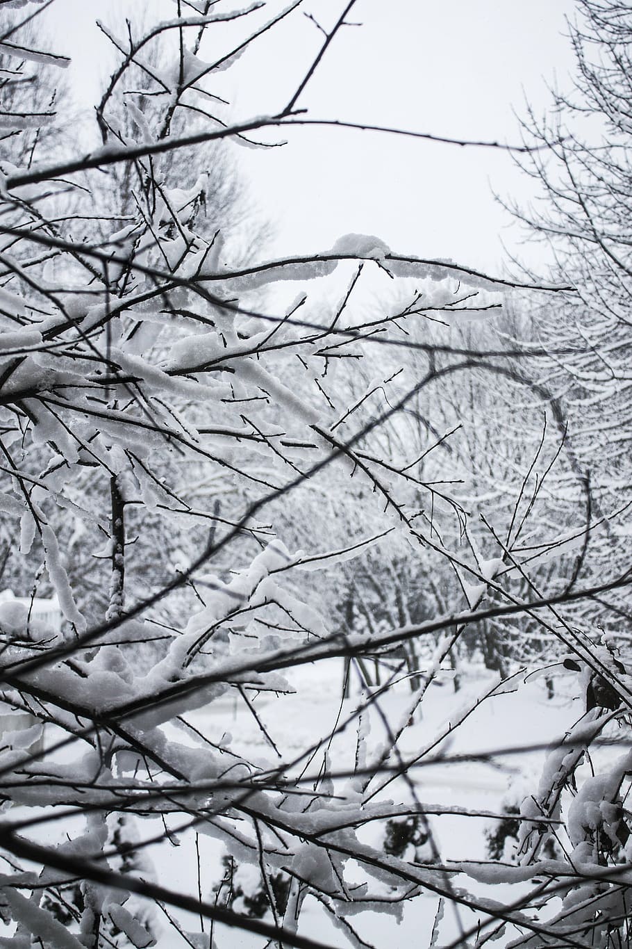 snow, tree, cold, ice, snowfall, frozen, white, frost, winter HD wallpaper