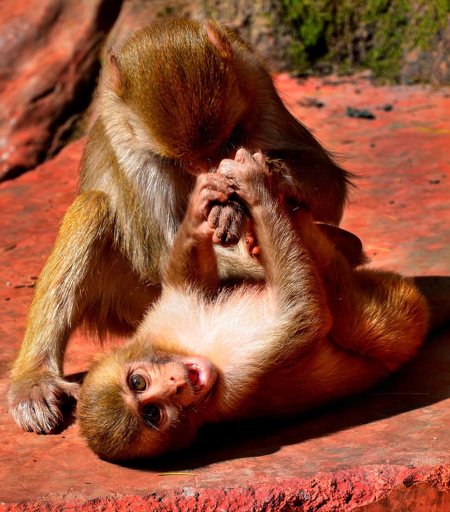 young, monkey, play, fighting, primate, ape, mammal, wildlife HD wallpaper