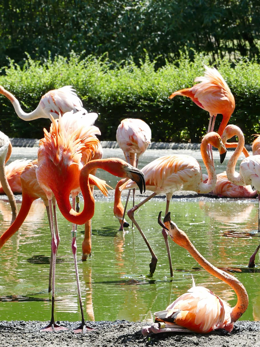 flock of flamingo during daytime, flamingos, pink, bird, zoo, HD wallpaper