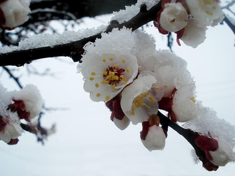 spring, winter, flowering tree, flowers, snow, cold, plant HD wallpaper