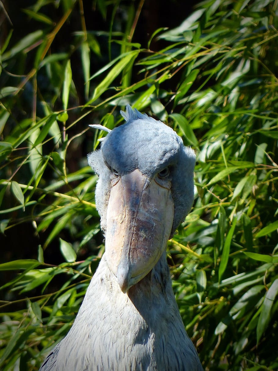 shoebill, bird, big bird, feather, animal, plumage, wildlife photography, HD wallpaper