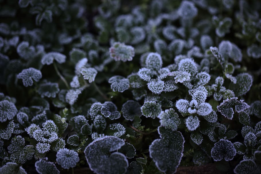 snow-covered green leafed plants, flower, blue, leann, texture HD wallpaper