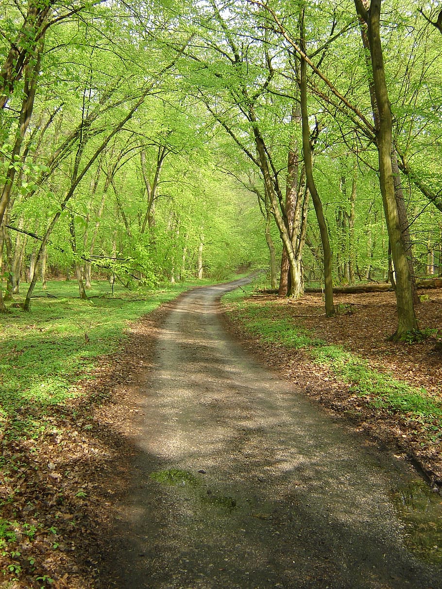 Way, Reserve, Spring, Forest, Green, moss, the path, park, nature HD wallpaper