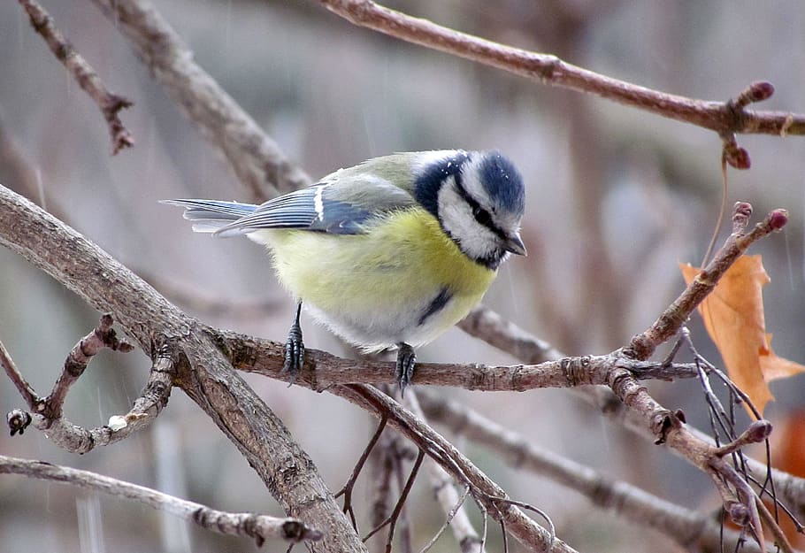 Blue, Tit, Bird, nature, animal, wildlife, branch, winter, outdoors HD wallpaper