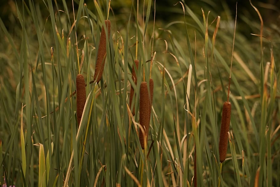 reed, grass, green, grasses, marsh lance, nature, plant, agriculture, HD wallpaper