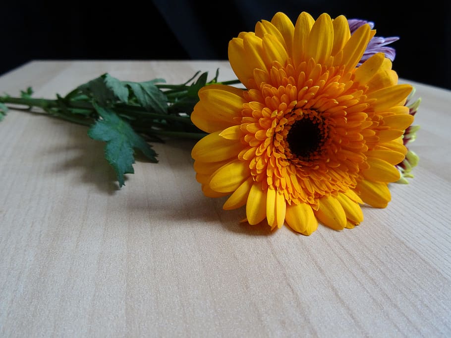 gerbera, flower, sorry, bloom, yellow, petal, flowering plant HD wallpaper