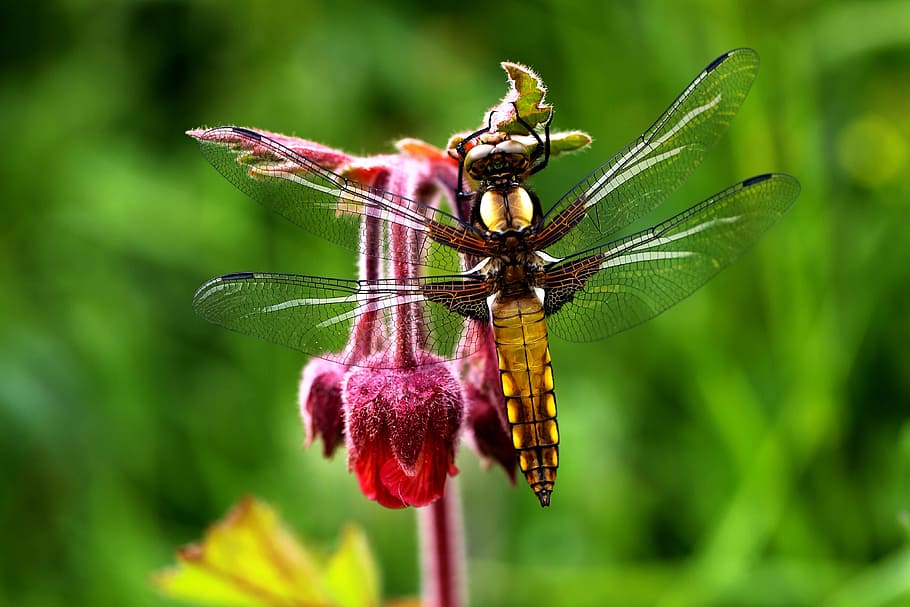 brown and orange dragonfly on red flower, macro, nature, flowers HD wallpaper