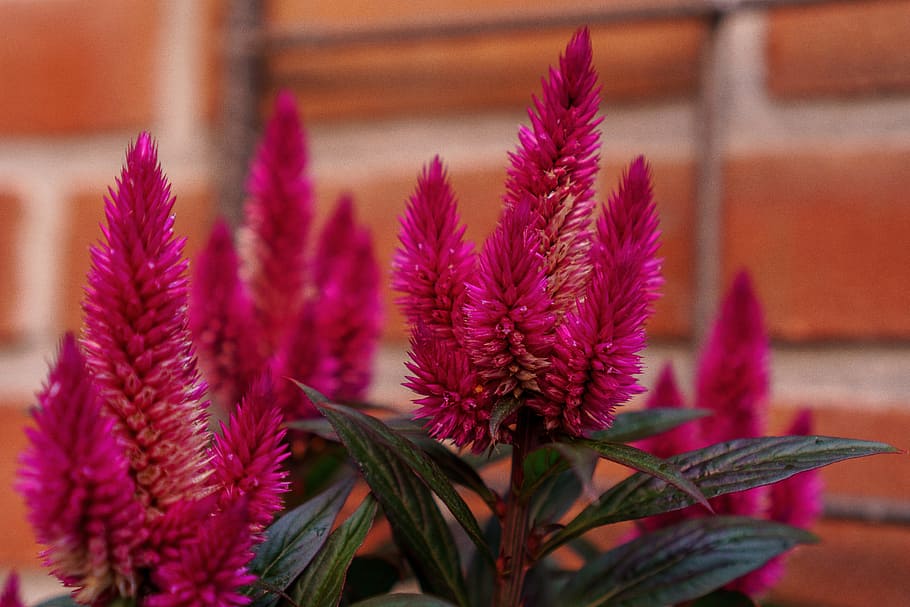 flower, garden, nature, blossom, bloom, close, flower garden HD wallpaper