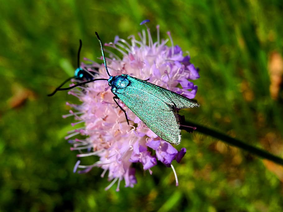 butterfly, moth, blue, insect, flower, plant, flowering plant HD wallpaper