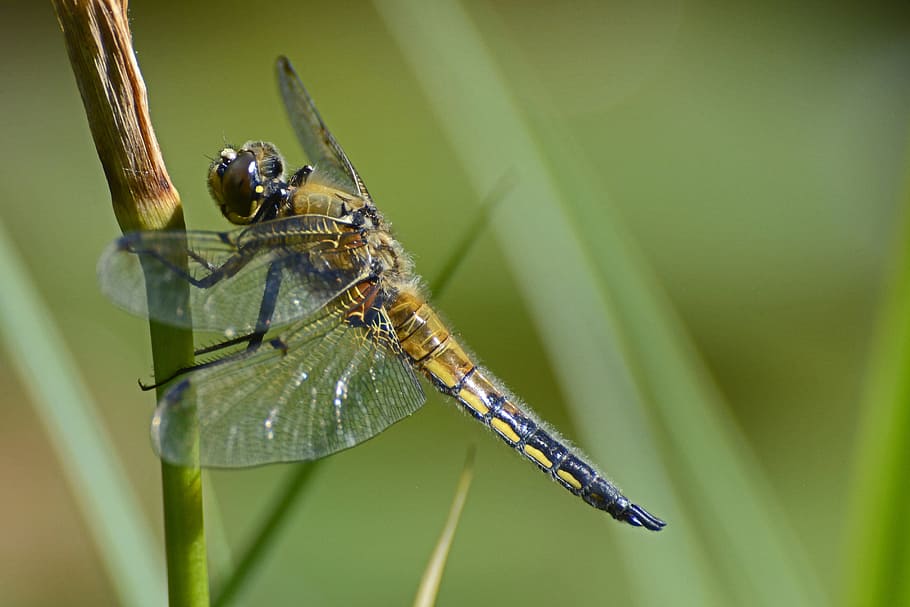 macro photography of brown and black dragonfly, Wing, Insect HD wallpaper