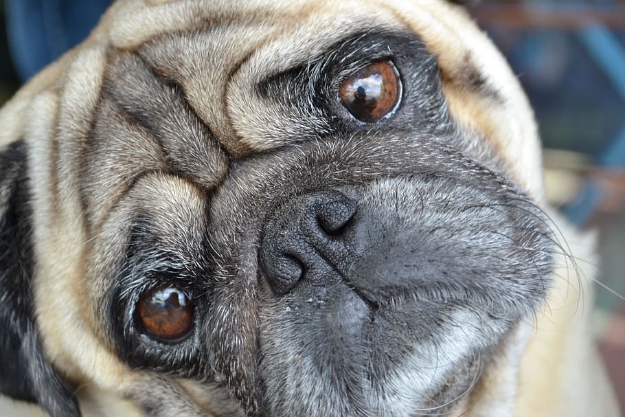 fawn pug, mops, dog, dog please, eyes, regardless of whether the, HD wallpaper